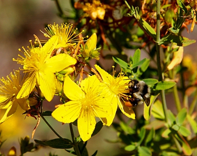 [Close-up of stamen protruding from five-petalled yellow flowers. A bee feasts on one on the far right.]